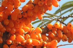Sea Buckthorn Capsules